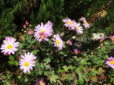 chrysanthemum Clara Curtis