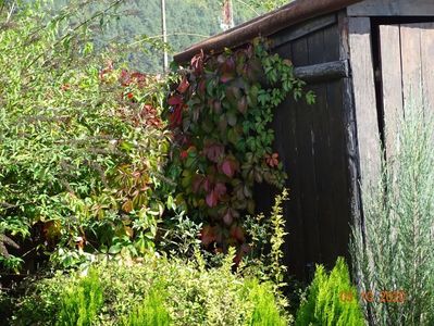 parthenocissus Red Wall