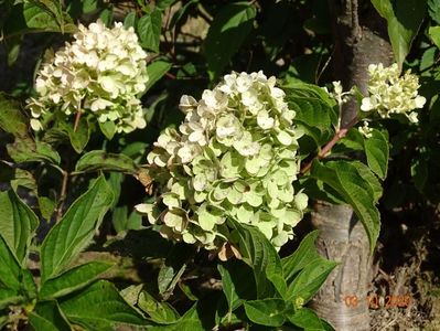 hydrangea pan. Silver Dollar