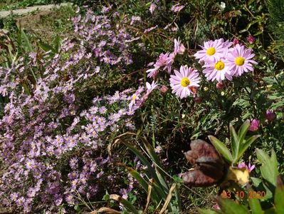 chrysanthemum Clara Curtis, aster Esther