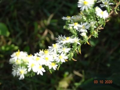 aster ericoides Schneetanne