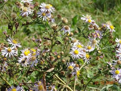 aster ageratoides Asran