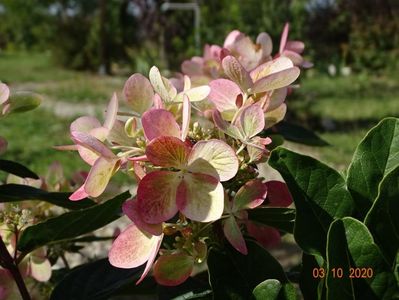 hydrangea pan. Chameleon