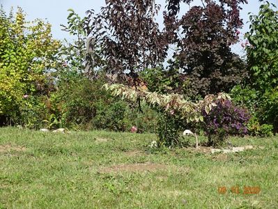 cornus controversa Variegata