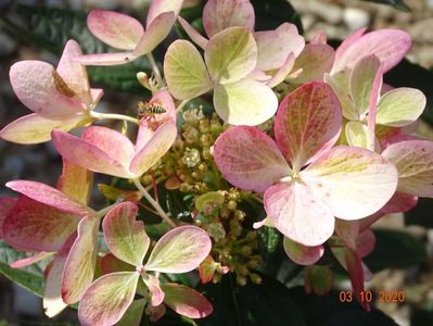 hydrangea pan. Chameleon