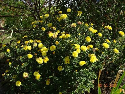 chrysanthemum Nantyderry Sunshine