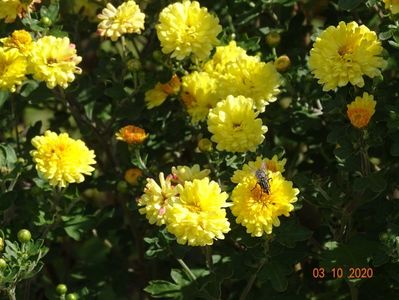 chrysanthemum Nantyderry Sunshine