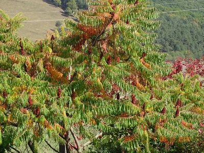 rhus typhina