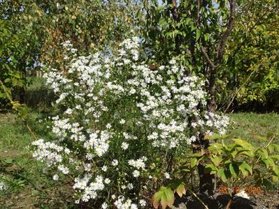 aster pringlei Monte Cassino