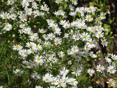 aster pringlei Monte Cassino