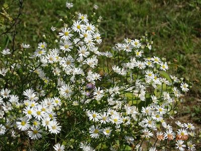 aster pringlei Monte Cassino