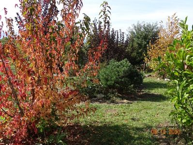 acer tataricum