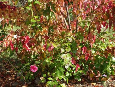 acer tataricum