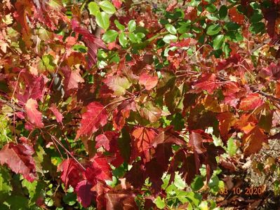 acer tataricum