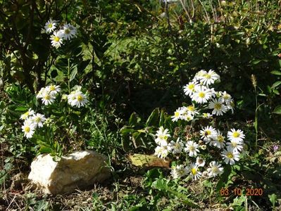 aster ageratoides Starshine