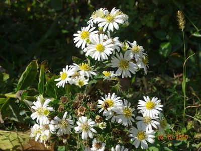 aster ageratoides Starshine