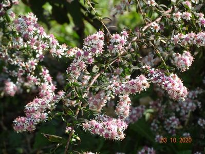 aster Lady in Black