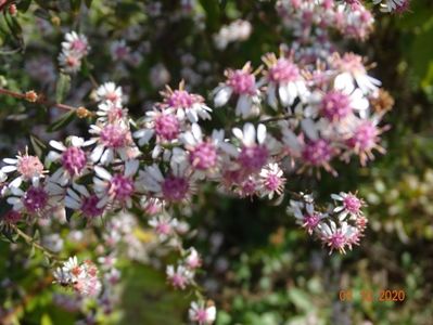 aster Lady in Black