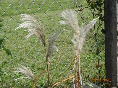 miscanthus sinensis Memory