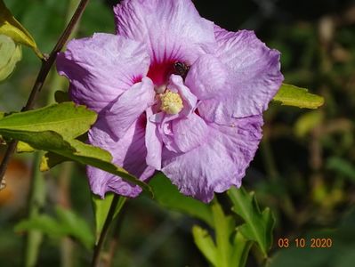 hibiscus syriacus