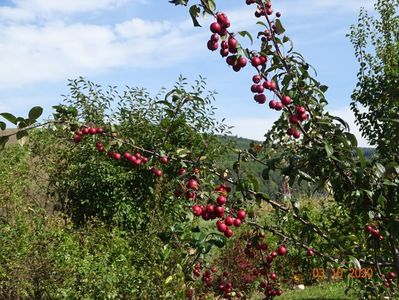 malus floribunda