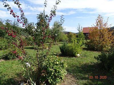 malus floribunda