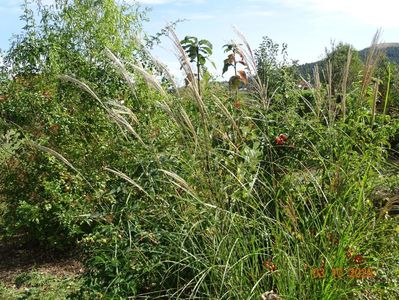 miscanthus sinensis Adagio