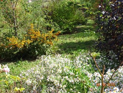 pyracantha Soleil d'Or