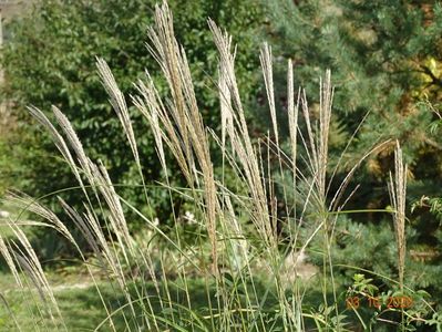 miscanthus sinensis Adagio