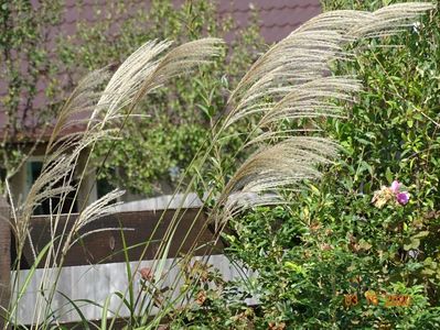 miscanthus sinensis Grosse Fontane