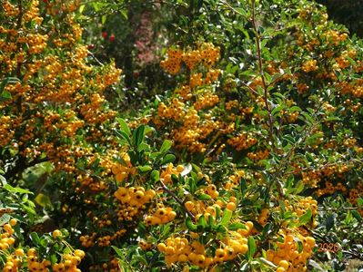 pyracantha Soleil d'Or