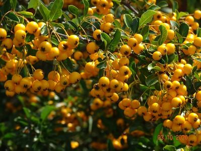 pyracantha Soleil d'Or