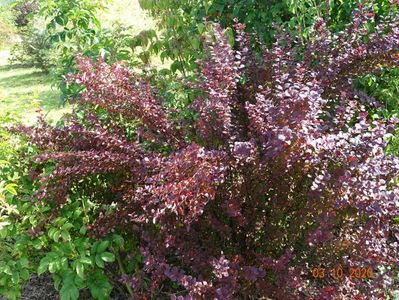 berberis Orange Rocket