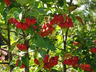 malus Red Sentinel