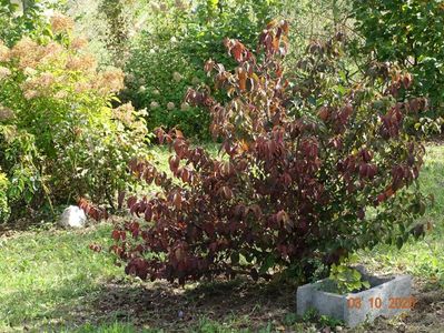 viburnum tomentosum