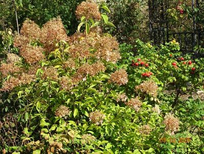 hydrangea pan. Phantom