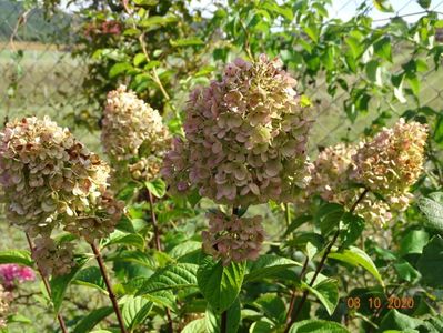 hydrangea pan. Sundae Fraise