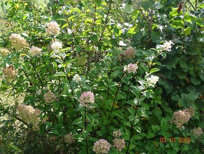 hydrangea pan. Sundae Fraise