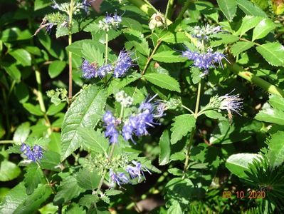 caryopteris clandonenis