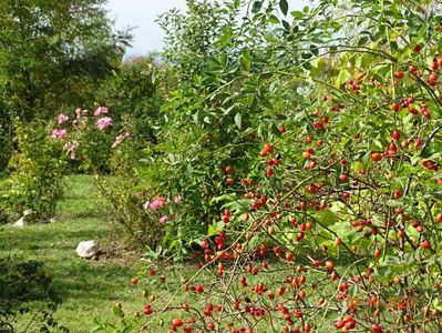 rosa canina