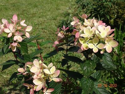 hydrangea pan. Chamaeleon