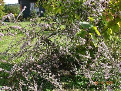 aster Lady in Black