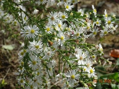 aster pringlei Monte Cassino