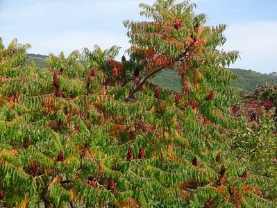 rhus typhina