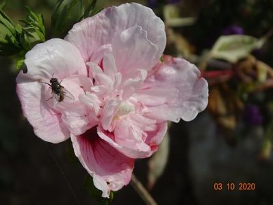 hibiscus syriacus Pink Chiffon