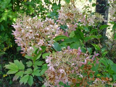 hydrangea pan. Limelight