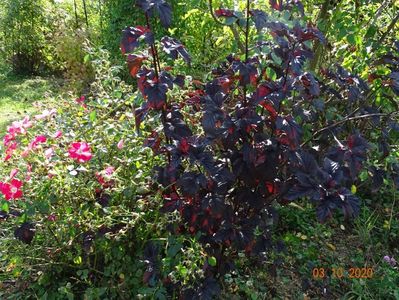 physocarpus Midnight