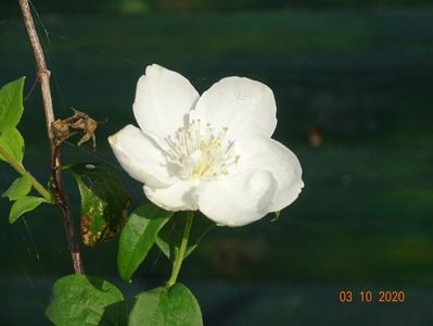 philadelphus Snowbelle