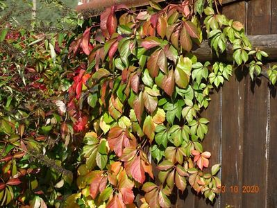 parthenocissus Red Wall