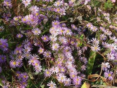 aster ericoides Esther